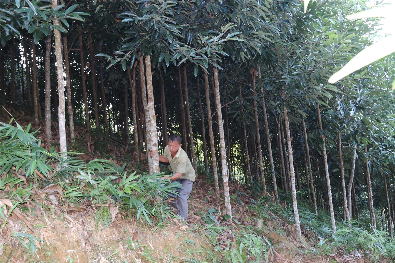 Người dân trồng quế theo mô hình liên kết mang lại thu nhập cao